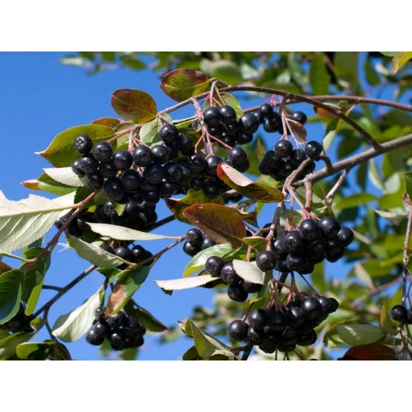 Aronia prunifolia Hugin - Korai, nagytermésű fekete berkenye K2 40/50