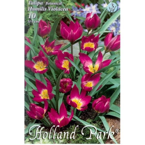 Tulipán virághagyma 10-db-os Humilis Violacea