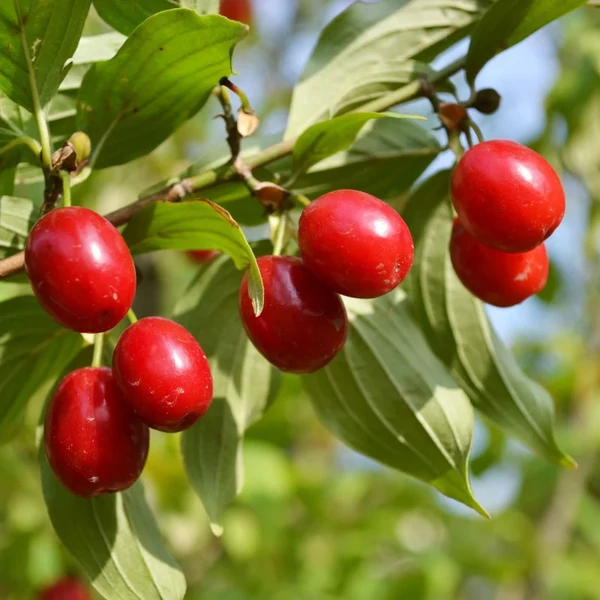 Cornus mas 'Dublany' – Húsos som K4,5 60-80