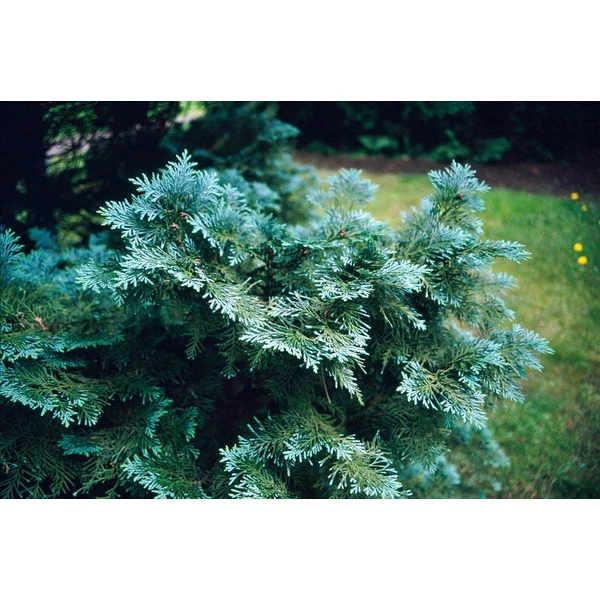 Chamaecyparis lawsoniana 'Columnaris' - Kék oszlopos hamisciprus FL 150-175