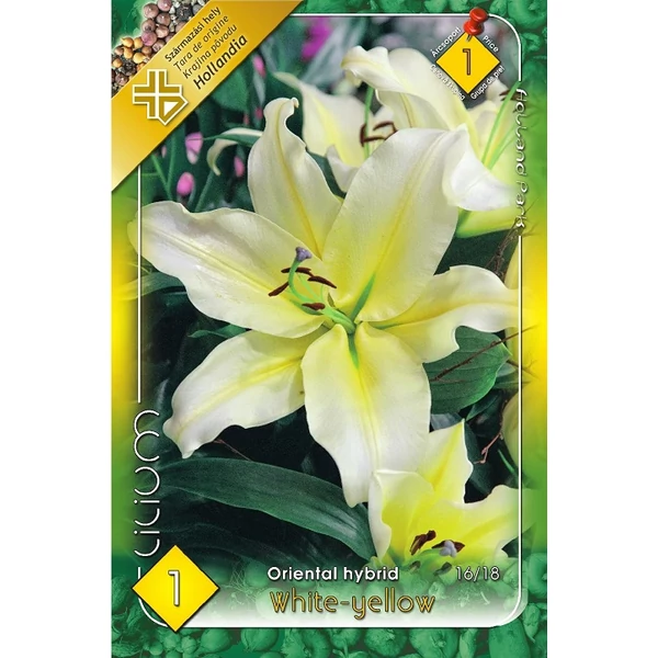 Liliom White-yellow 1-db-os