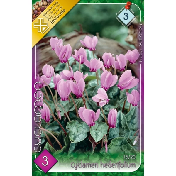 Cyclamen Hederifolium 3 db Cyclamen Hederifolium 3 db