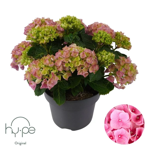 Hydrangea macrophylla 'Mophead Pink' - Rózsaszín kerti hortenzia BIG P23 40/60