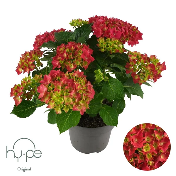 Hydrangea macrophylla 'Mophead Red' - Rózsaszín kerti hortenzia BIG P23 40/60
