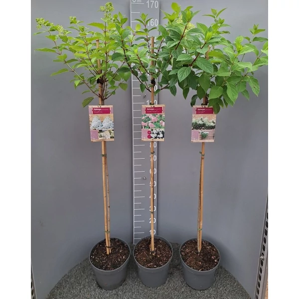 Hydrangea paniculata STEM MIX - Bugás hortenzia fajtamix törzses TM100-150/170 K7,5l