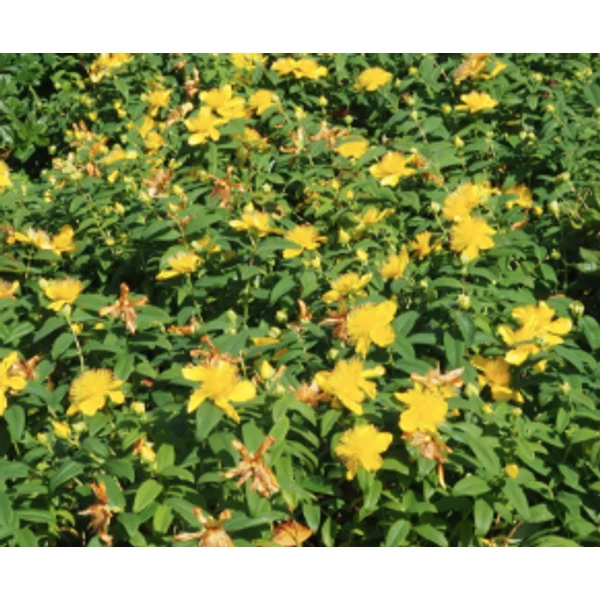 Hypericum calcynum - Örökzöld orbáncfű CS9