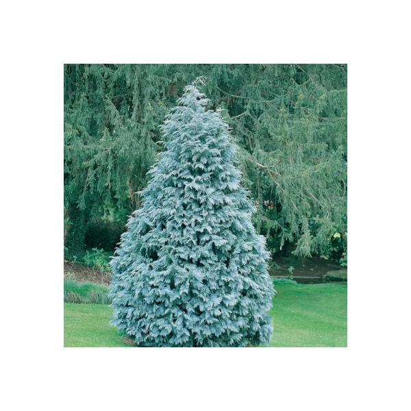 Chamaecyparis lawsoniana 'Pembury Blue' - Ezüst-kék oregoni hamisciprus K20 60/80