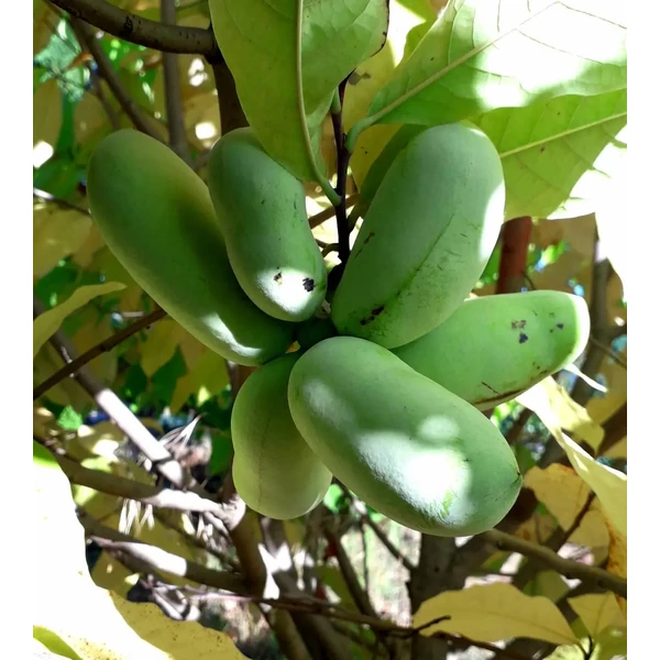 Asimina triloba - Indián banán 90/110