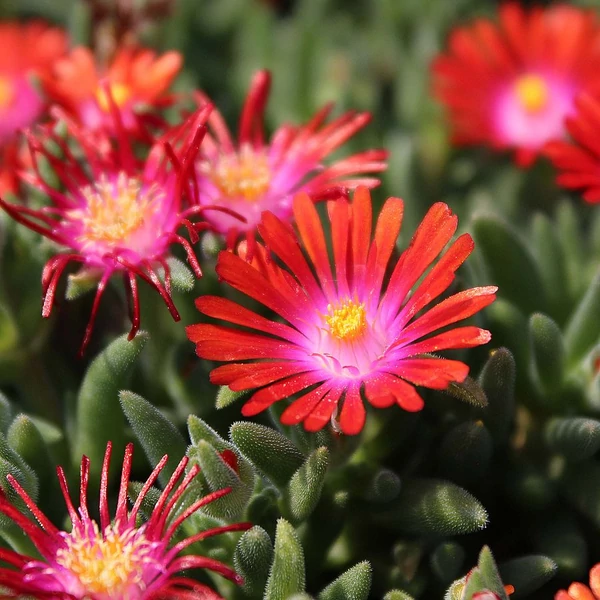 Delosperma cooperi Ice Cream Fire - Kristályvirág CS14