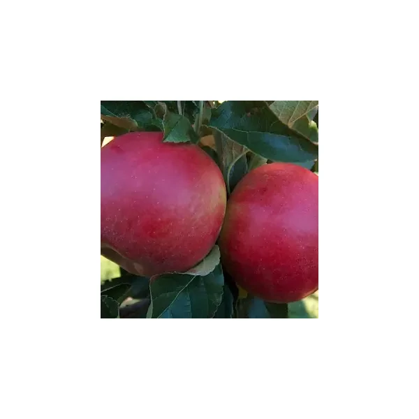Malus domestica 'Idared'- Idared alma K9 150/200