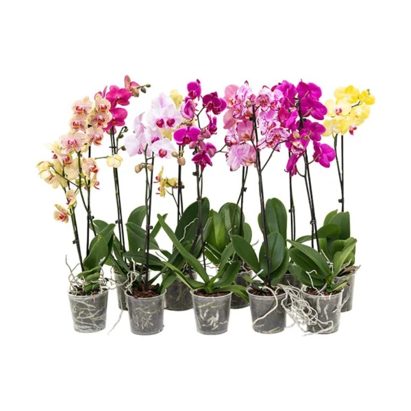 Orchidea 1 ágas mix