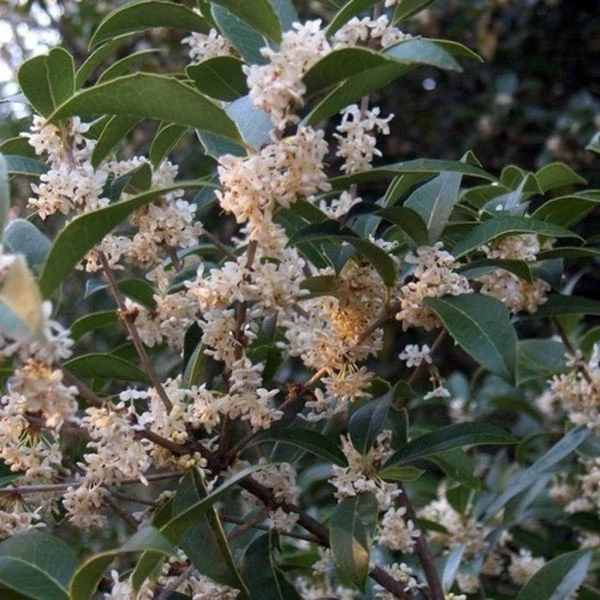 Osmanthus Burkwoodii-  illatcserje K2