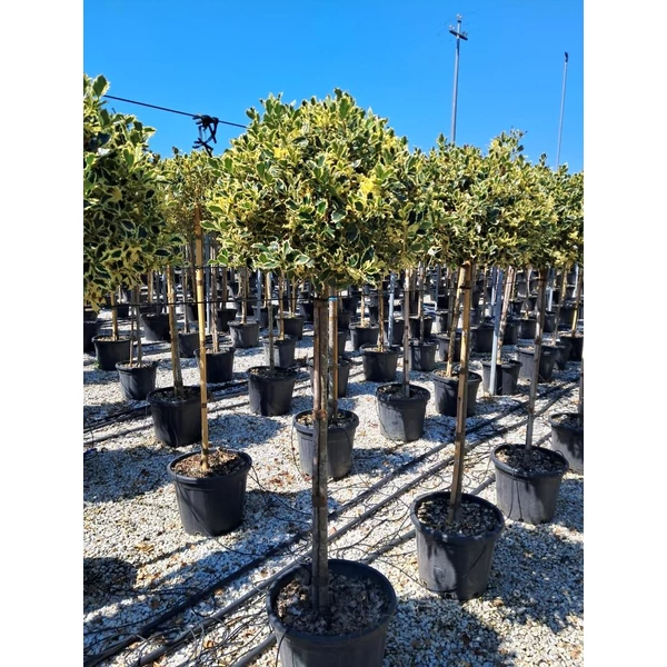 Ilex aquifolium 'Argenteomarginata'  - Tarkalevelű magyal C35 T120 1/2törzses EXTRA