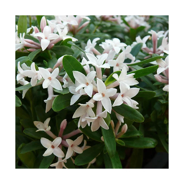 Daphne × transatlantica ‘Eternal Fragrance’ PBR – Illatos bangita P15