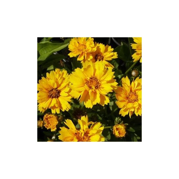 Coreopsis grandiflora Illico – Menyecskeszem CS9