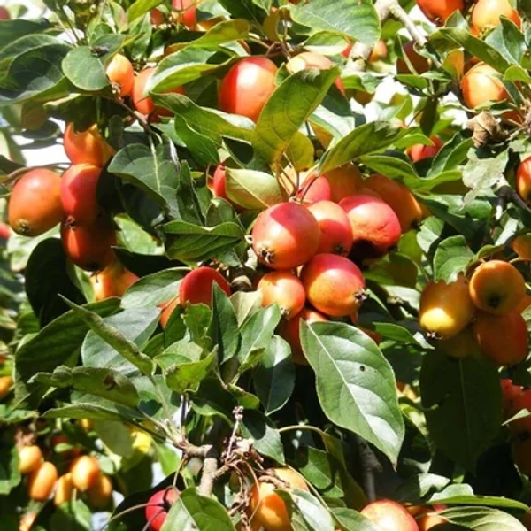 Malus 'John Downie' - Díszalma K25 10/12 200/250