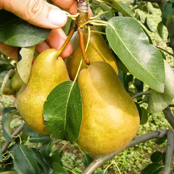 Gyümölcsfa Ilonka körte K9 200/250