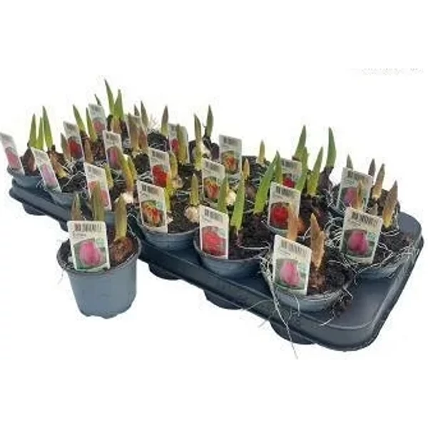 Tulipán Hajtatott 3-4 hagymás CS12