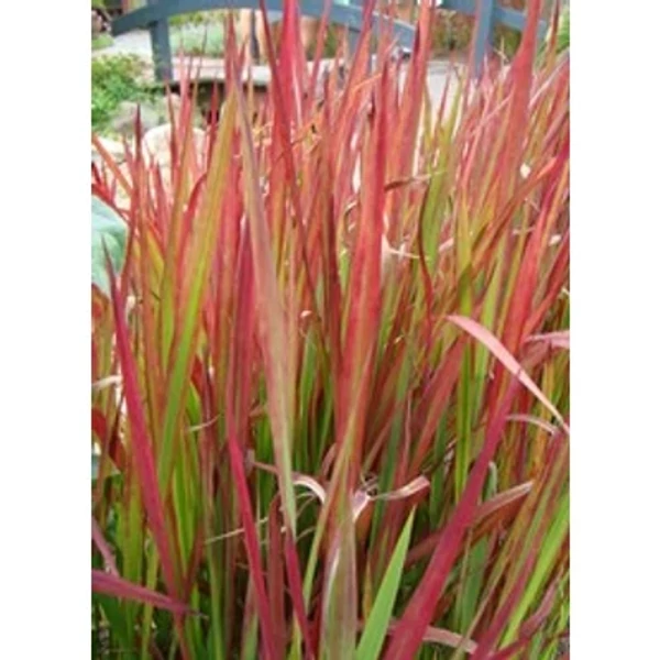 Imperata cy. Red Baron - Bordó levelű alangfű K2 20+