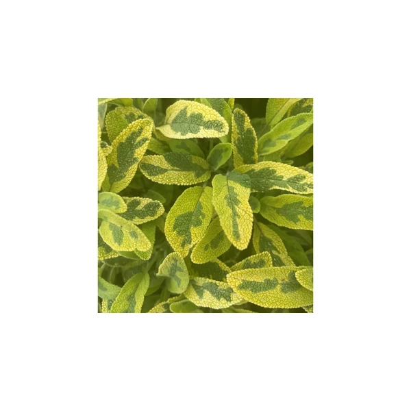 Salvia officinalis Icterina CS14