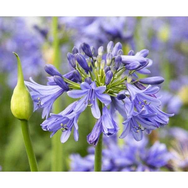 Agapanthus MIX Safari Dreams - Szerelemvirág K3,4