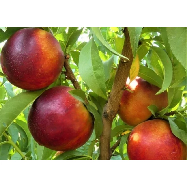 Prunus Persica Independence - Nektarin 1/2 törzses K5