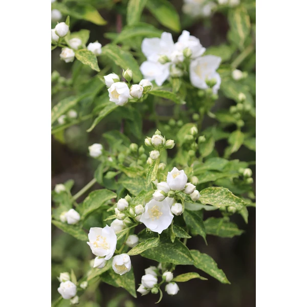 Philadelphus Innocence - Tarkalevelű jezsámen K2