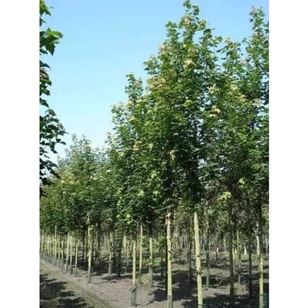 Sorbus intermedia 'Brouwers' - Svéd berkenye K25 8/10