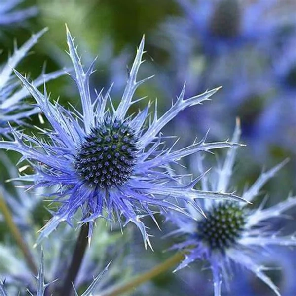 Eryngium Lapis Blue - Kék Iringó Cs14