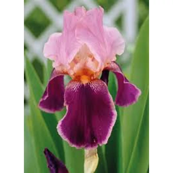 Iris Wine Roses - Írisz CS14