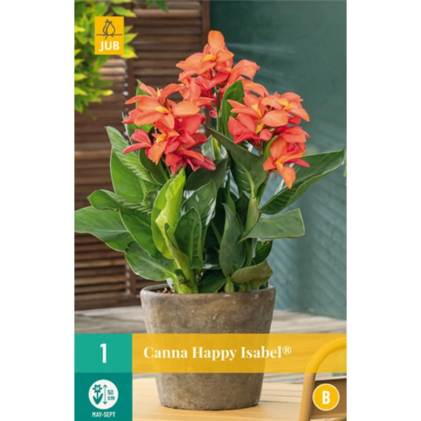 Jub Holland Canna virág Happy Isabel 1-db