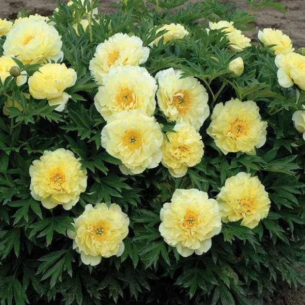 Paeonia ITOH bartzella - Bazsarózsa 5l