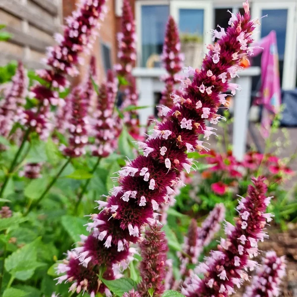 Agastache 'Beelicious Pink' - Izsópfű D14