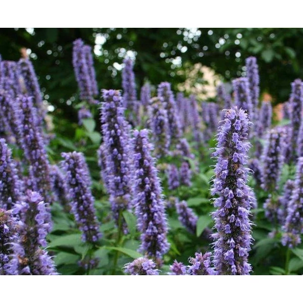 Agastache Blue Fortune - kékes izsópfű CS14