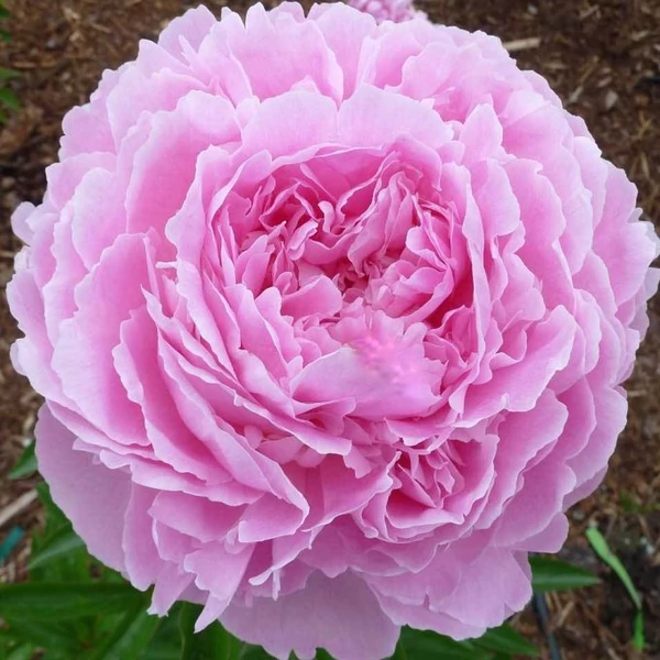 Paeonia lactifora Jacorma - Bazsarózsa 3L