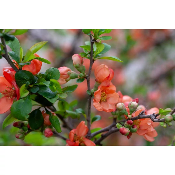 Chaenomeles japonica ‘Cido’ – Japánbirs (gyümölcstermő díszcserje) K4,5 20/40