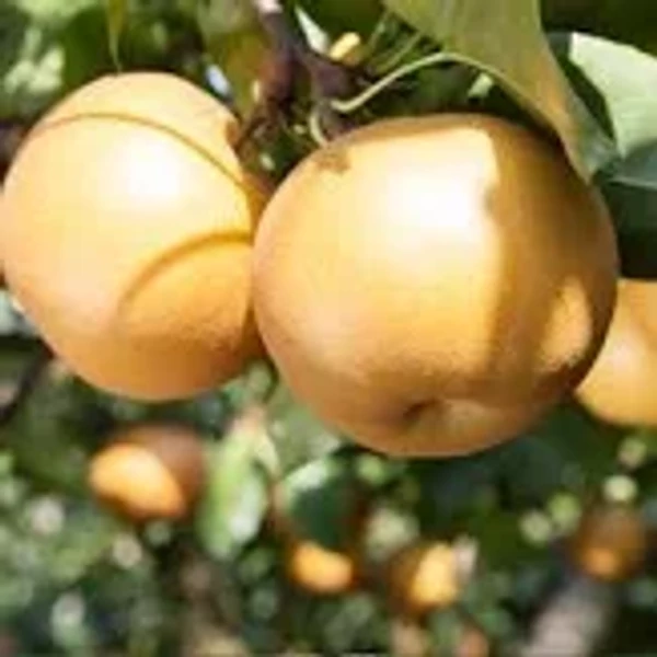 Pyrus pyrifolia Nissheiki 1/2 törzses K10 - Nashi japán körte