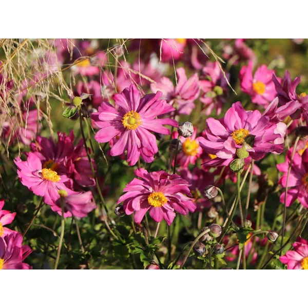Anemone hupehensis Prinz Heinrich - Őszi szellőrózsa, kínai szellőrózsa