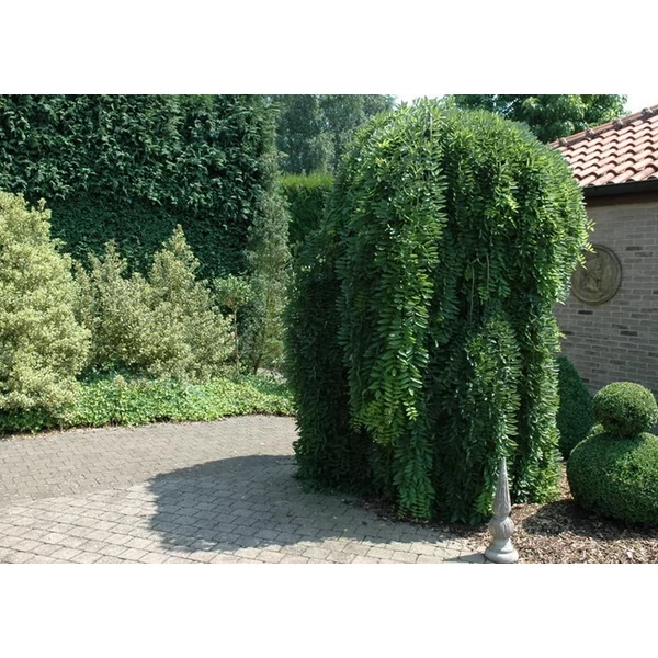 Sophora japonica Pendula / Csüngő japánakác K20/25 8/10 T200/220