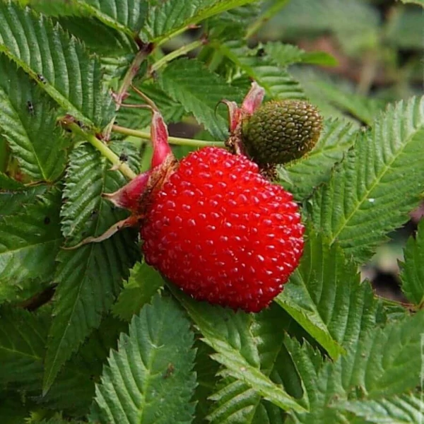 Rubus illecebrosus - Japán szamóca K2 30/50
