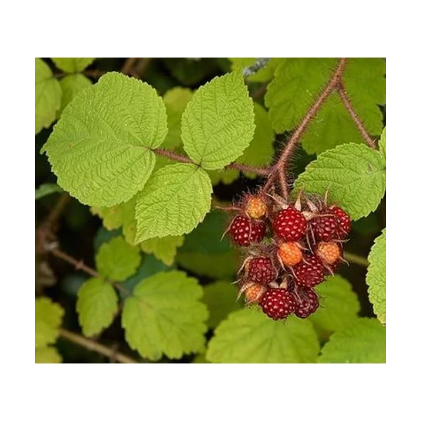 Rubus phoenicolasius Japán szeder K2 40/50
