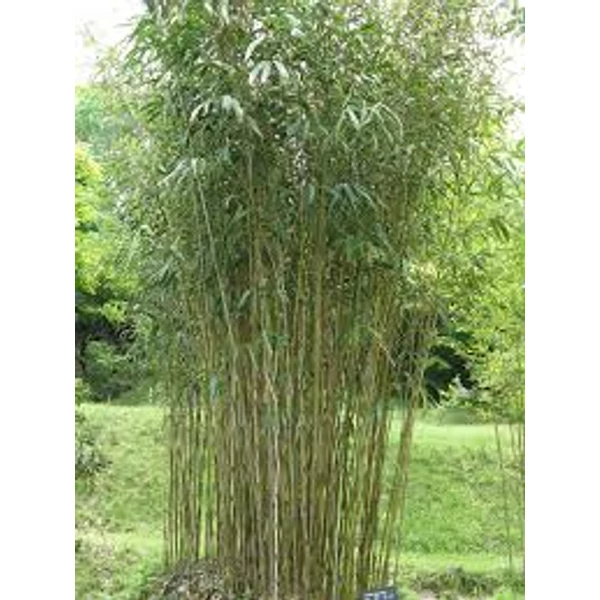 Pseudosasa japonica – Japán nyílbambusz CLT 15 H. 120/130
