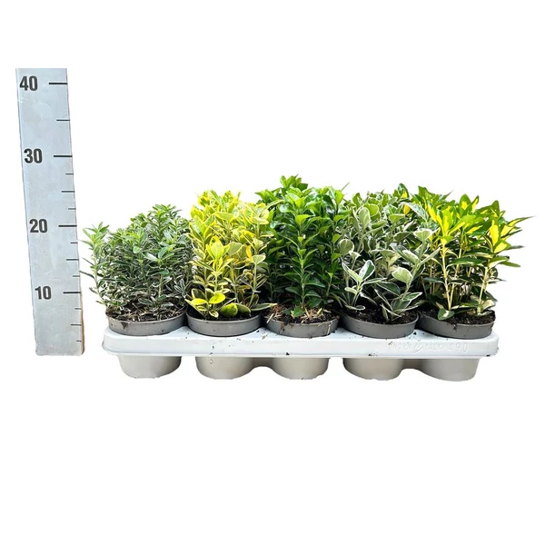 Euonymus mix - Kecskerágó mix készlet szerint 1db P12