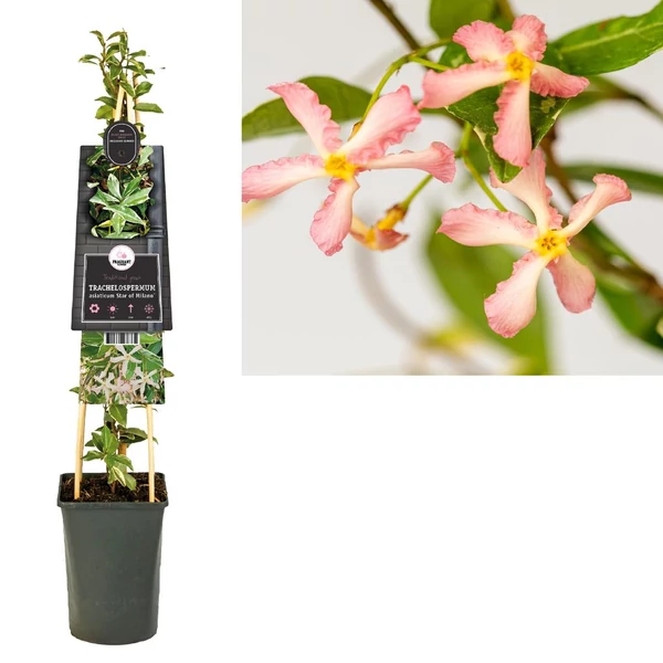 Trachelospermum jasminoides ‘Star of Milano’ – Csillagjázmin P17 40/60