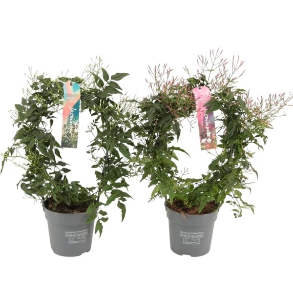 Jasminum polyanthum - Sokvirágú illatos jázmin 45/50cm