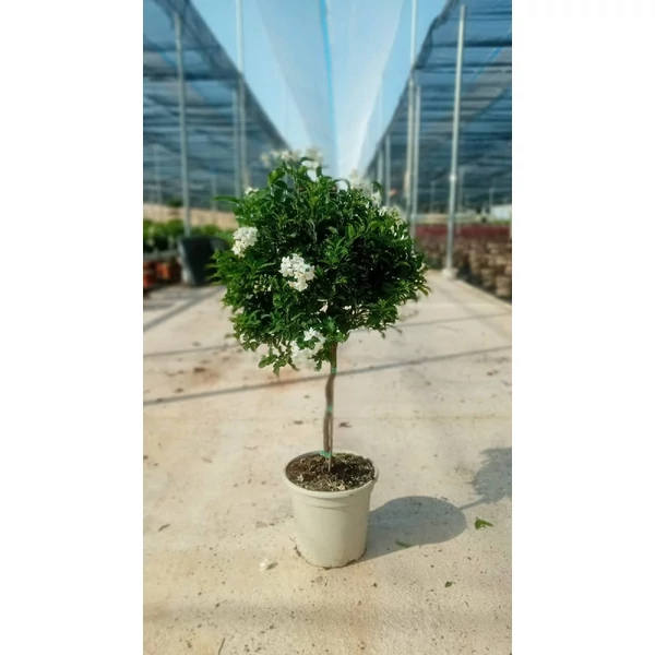 Solanum jasminoides Stem - Törzses jázmin 70/90cm