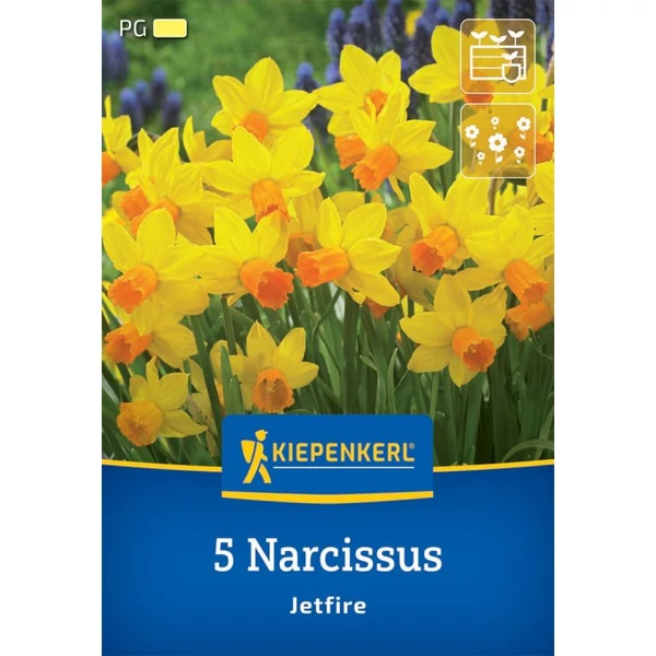 Kiepenkerl Nárcisz Jetfire virághagymák 5db