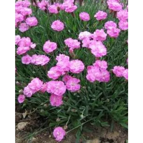 Dianthus gratianopolitanus 'Pink Jewel' – Pünkösdi szegfű Cs9