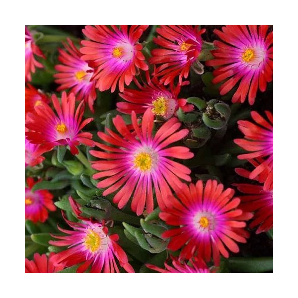 Delosperma Jewel of Desert mix-Kristályvirág Cs10,5