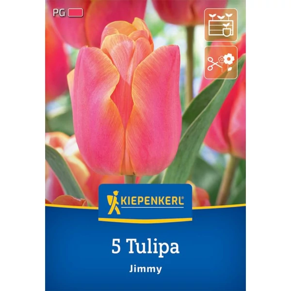 Kiepenkerl Tulipa Jimmy Triumph tulipánhagymák  5db
